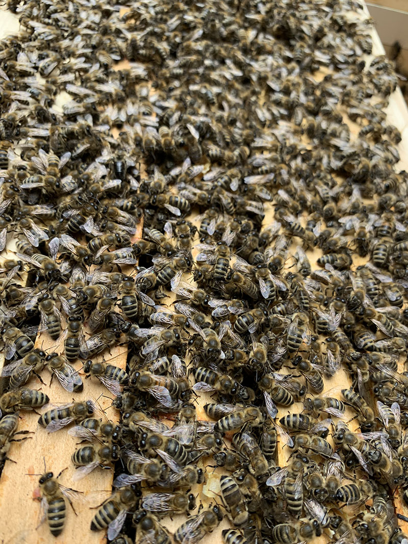 Bienenvolk auf Dadant