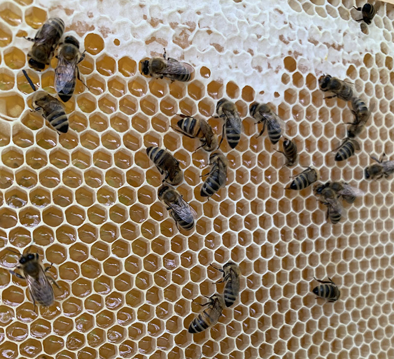 Wabe mit Honig